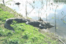 American Alligator