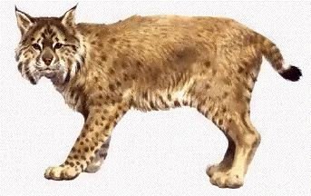 Bobcat