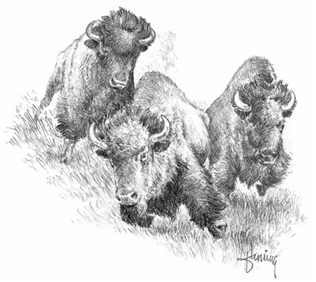 Buffalo