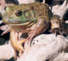 Bullfrog