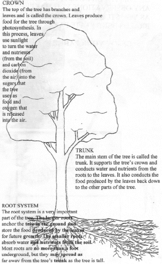 PARTS OF A TREE