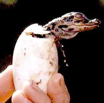 Hatching Baby Alligator