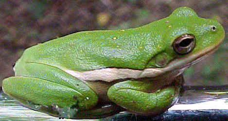 Green Treefrog