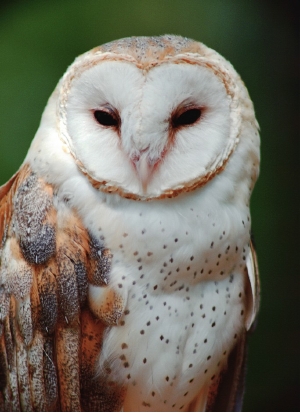 Owl Photo