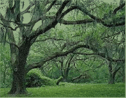 Brazos Bend Oak Trees