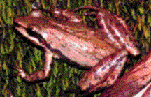 Upland Chorus Frog